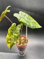 Alocasia Pseudosanderiana Aurea Variegata (1-3)