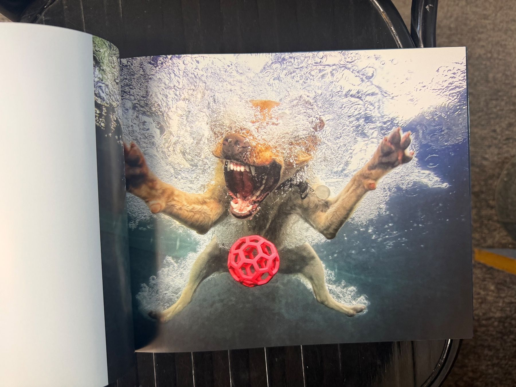 Livres: Hunde unter Wasser – D'occasion à Dietikon par Buchantiqdietikon 3