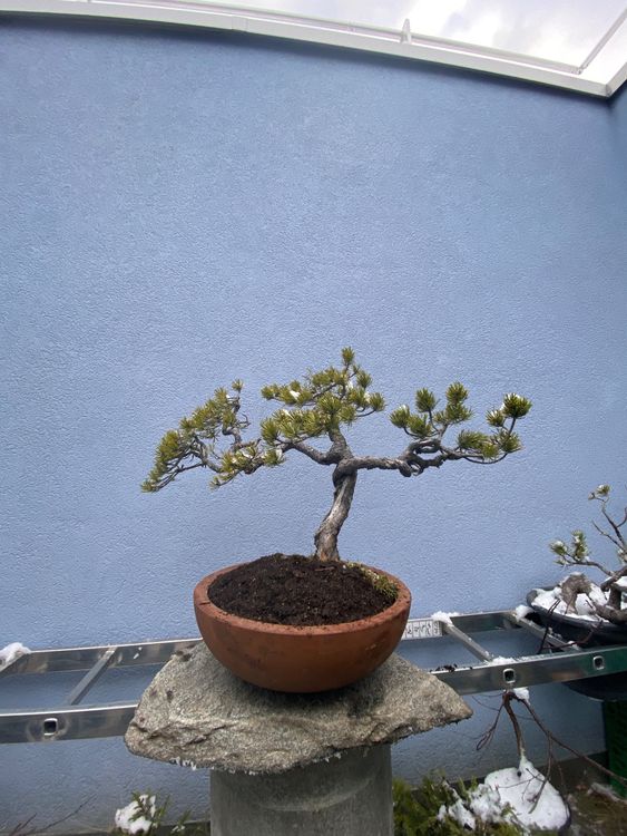 Bonsai Kiefer Föhre Kaufen auf Ricardo