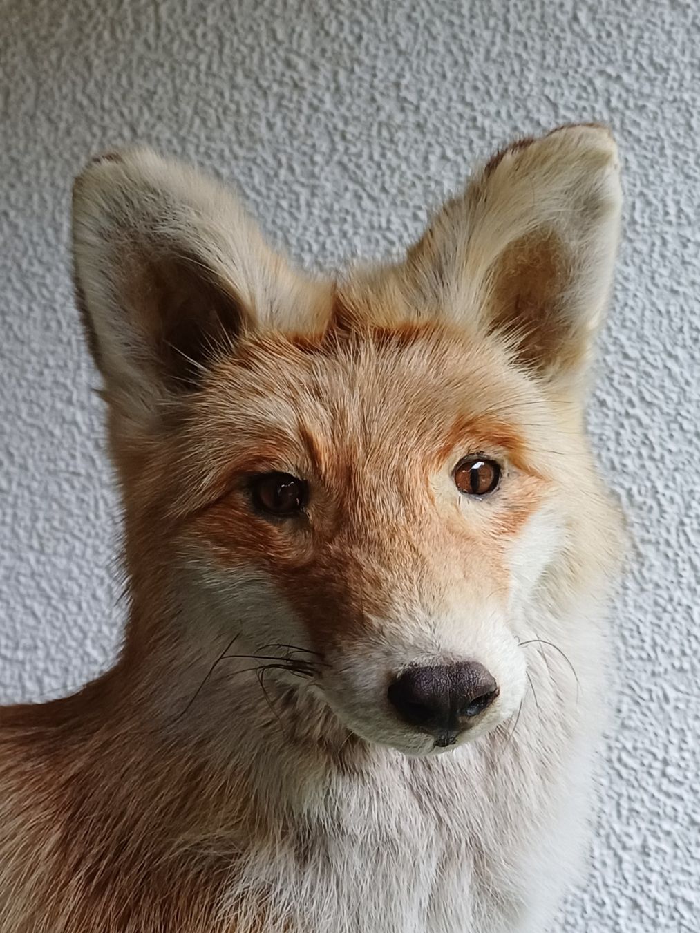 Monde des animaux: Fuchs Rotfuchs – D'occasion à Avry-sur-Matran par mon_benne74 1