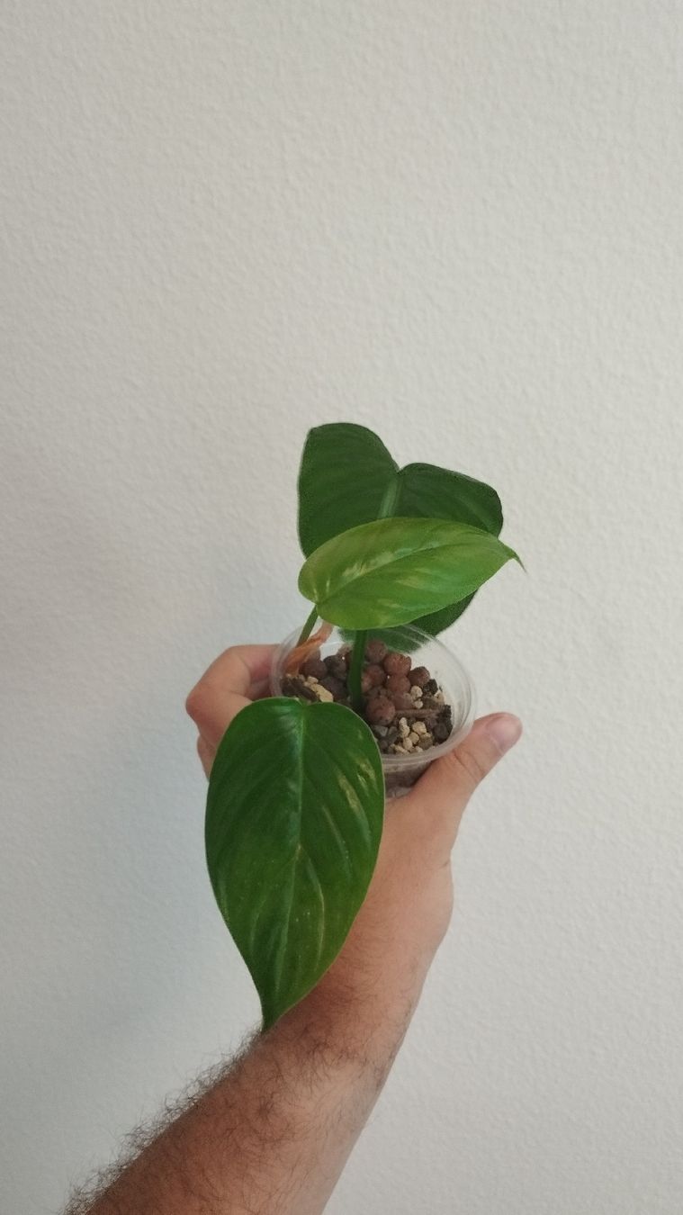 Piante & sementi: Philodendron Ernestii – Usato da Zürich venduto da nik_2qzj 1