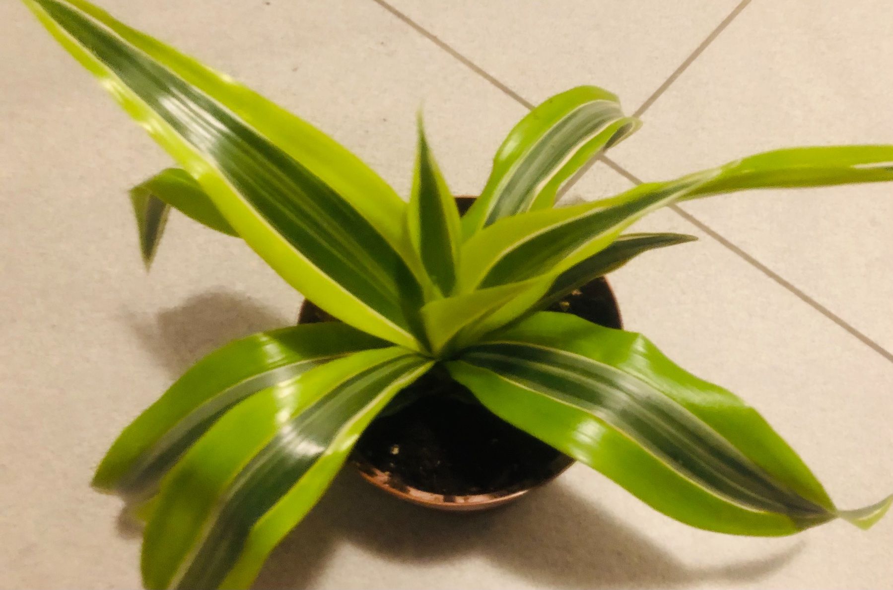 Pflanzen & Samen: Seltene DRACAENA REFLEXA LIME/ PLEOMELE REFLEXA LIME 10-15cm – Neu und originalverpackt aus Rovio von POSITIFFARTandPLANTS 4