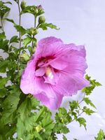 GARTENHIBISKUS*CHIFFON*STRAUCHEIBISCH****