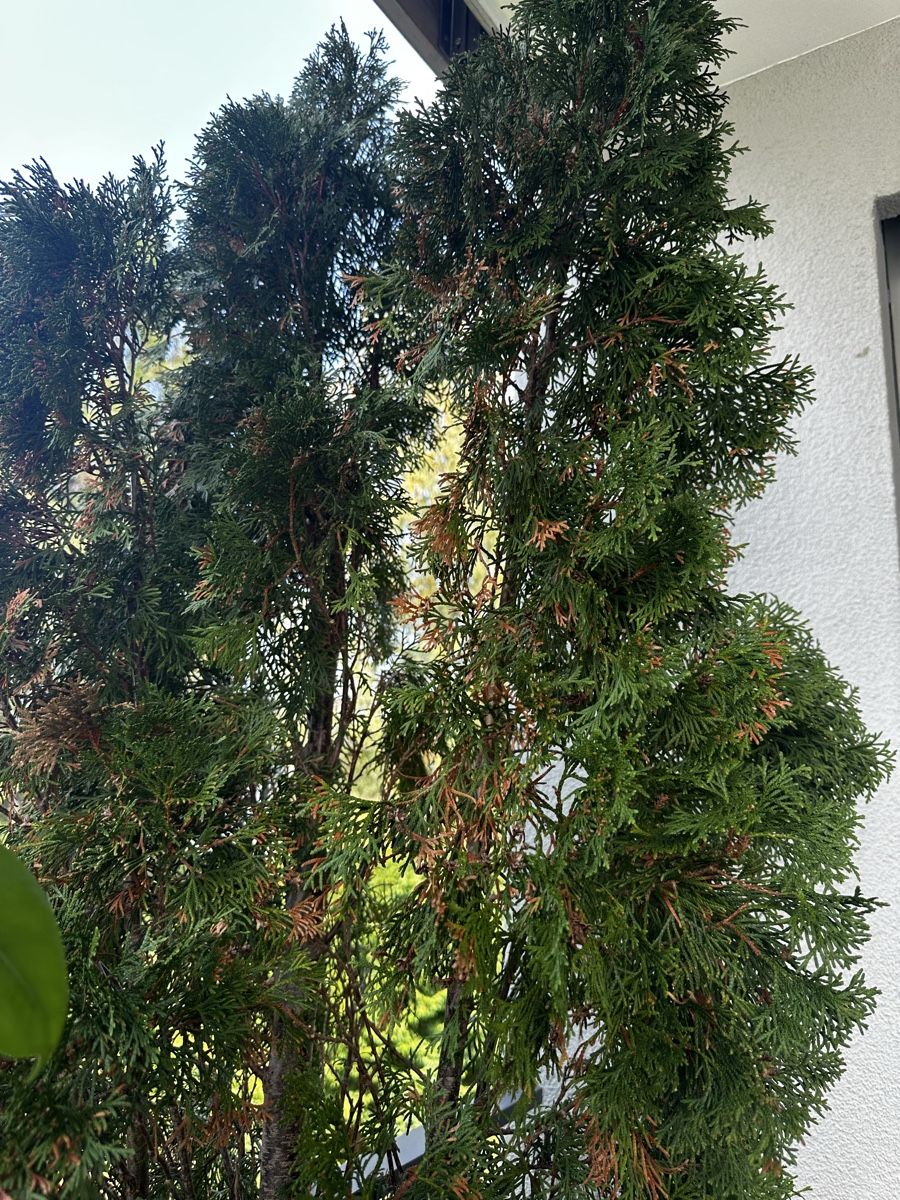 Plantes & graines: Two Thuja occidentalis (American arborvitae) – D'occasion à Einsiedeln par JJenterprise 1