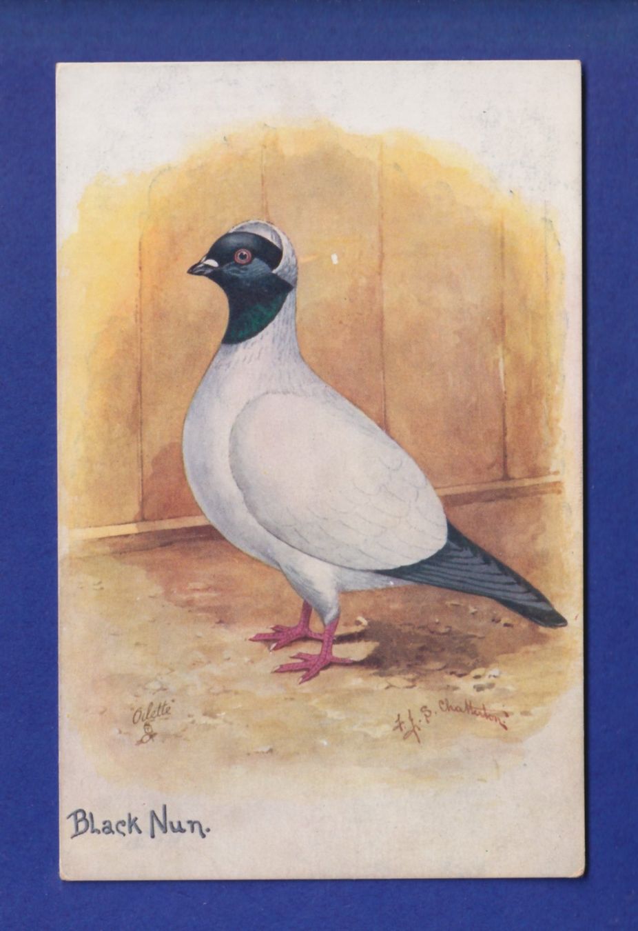 Ansichtskarten: OISEAU - Pigeon - Black Nun – Gebraucht aus Pully von nicecards-shop