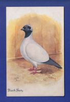 OISEAU - Pigeon - Black Nun