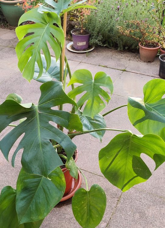 Monstera Deliciosa kräftige Pflanze gratis Lieferung Zürich Kaufen