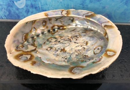 Abalone Shell Muschel Pauna Gartendeko Badezimmer Neuseeland