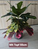 Schöne Zimmerpflanze Kroton - Codiaeum variegatum
