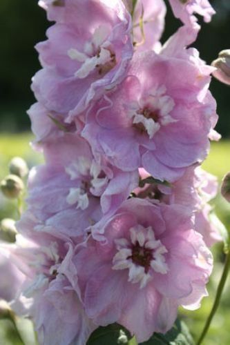 Pflanzen & Samen: 50 Samen Rittersporn CHERRY BLOSSOM – Neu (gemäss Beschreibung) aus Ehrendingen von VerveinaSamen 1