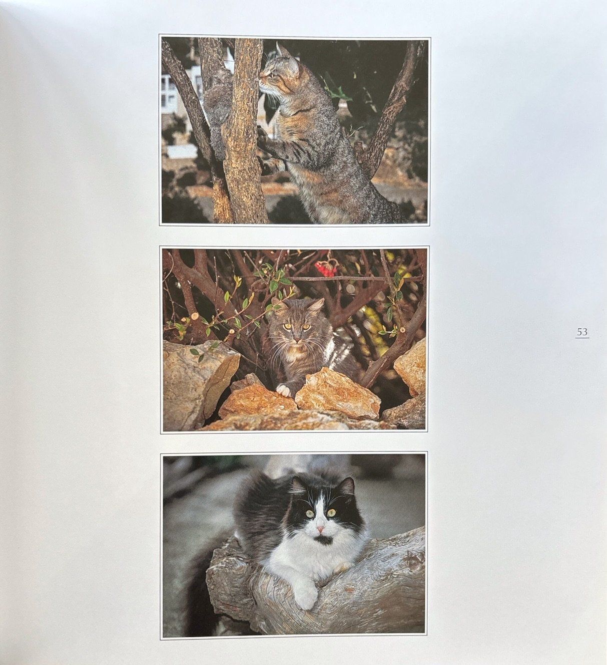 Libri: Sock Marianne, Anmutige Katzen – Nuovo (secondo la descrizione) da Sarnen venduto da Livres 8