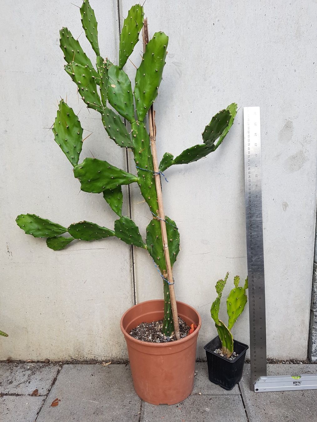 Pflanzen & Samen: Opuntia Kaktus Ableger bewurzelt – Gebraucht aus Horw von  3