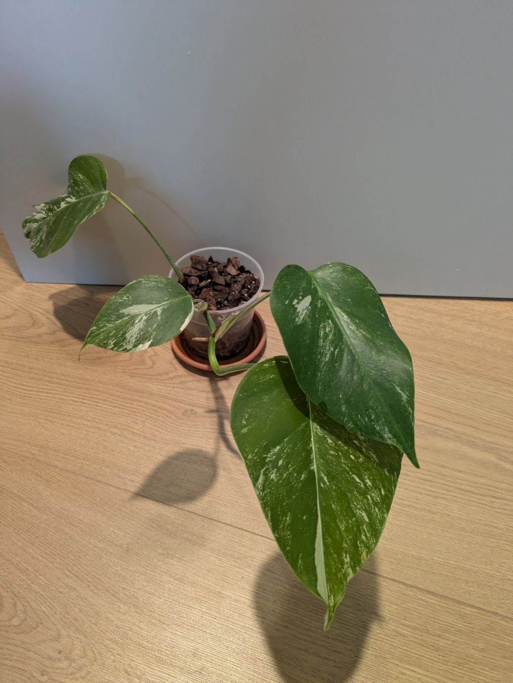 Monstera deliciosa Variegata - Rare (Gebraucht) in Winkel fr CHF 20  mit  Lieferung auf Ricardo kaufen