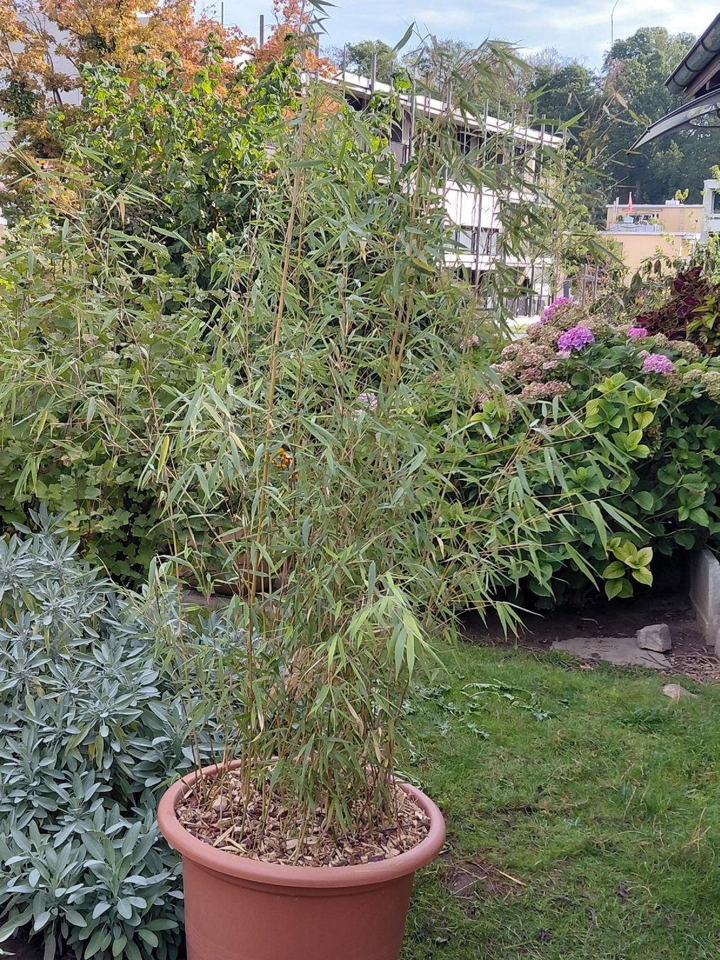 Piante & sementi: Bambus "Asian Wonder" – Usato da Effretikon venduto da Pelloni31 2