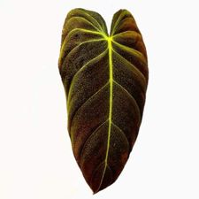 Profile image of fabiosplants
