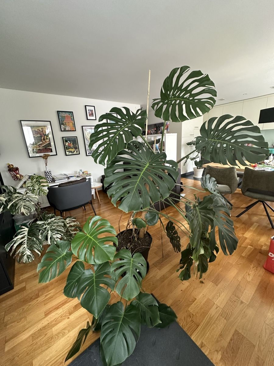 Monstera deliciosa XXL 2m mit riesigen Blttern (D'occasion)  Schwyz pour  CHF 119  retrait uniquement | Acheter sur Ricardo