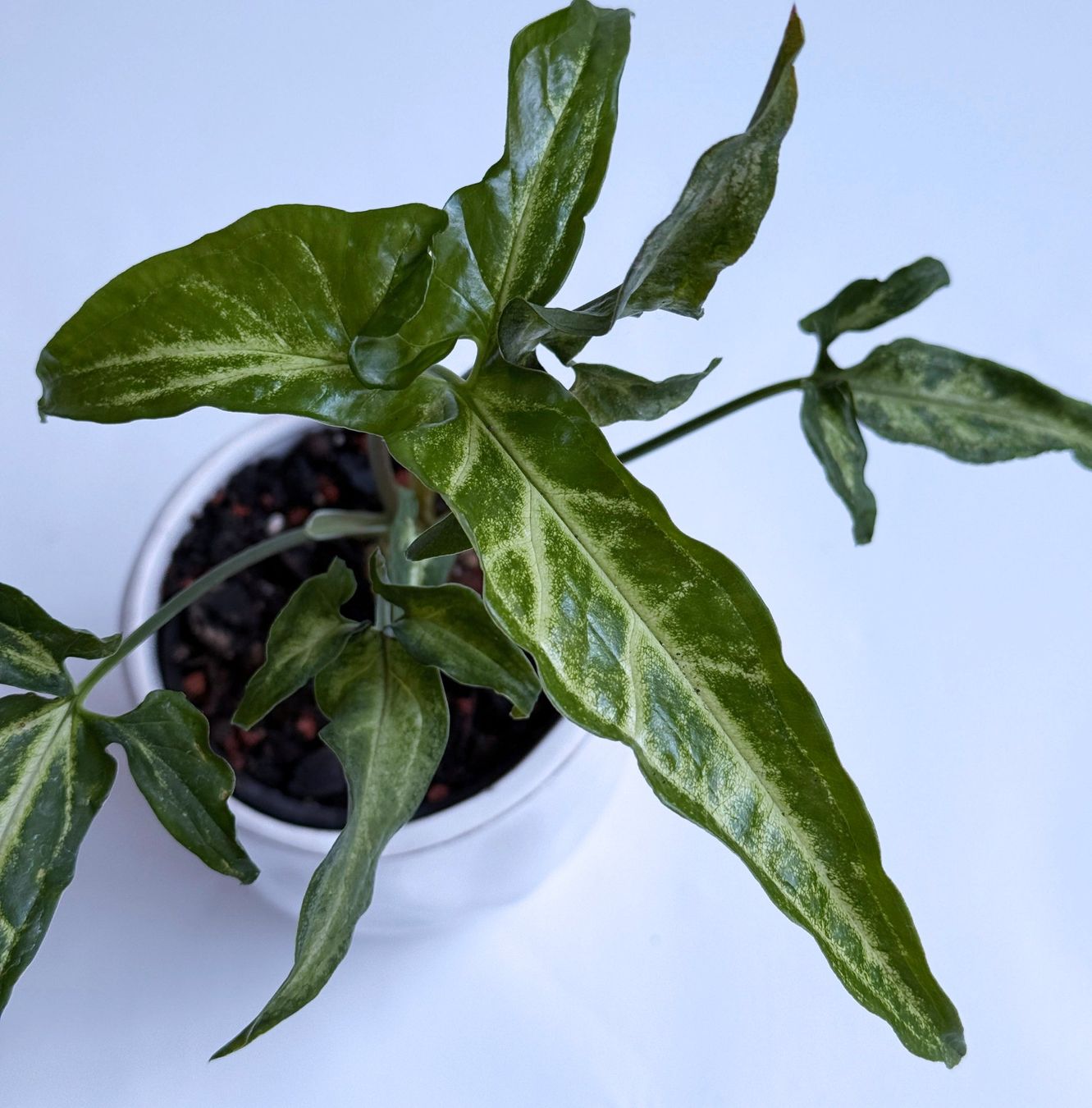 Pflanzen & Samen: Syngonium angustatum – Neu (gemäss Beschreibung) aus Dübendorf von Orchid18