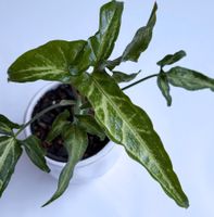 Syngonium angustatum