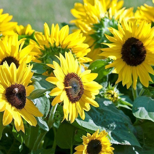 Pflanzen & Samen: 45 Samen SUNSPOT Zwerg Sonnenblume – Neu (gemäss Beschreibung) aus Ehrendingen von VerveinaSamen 3