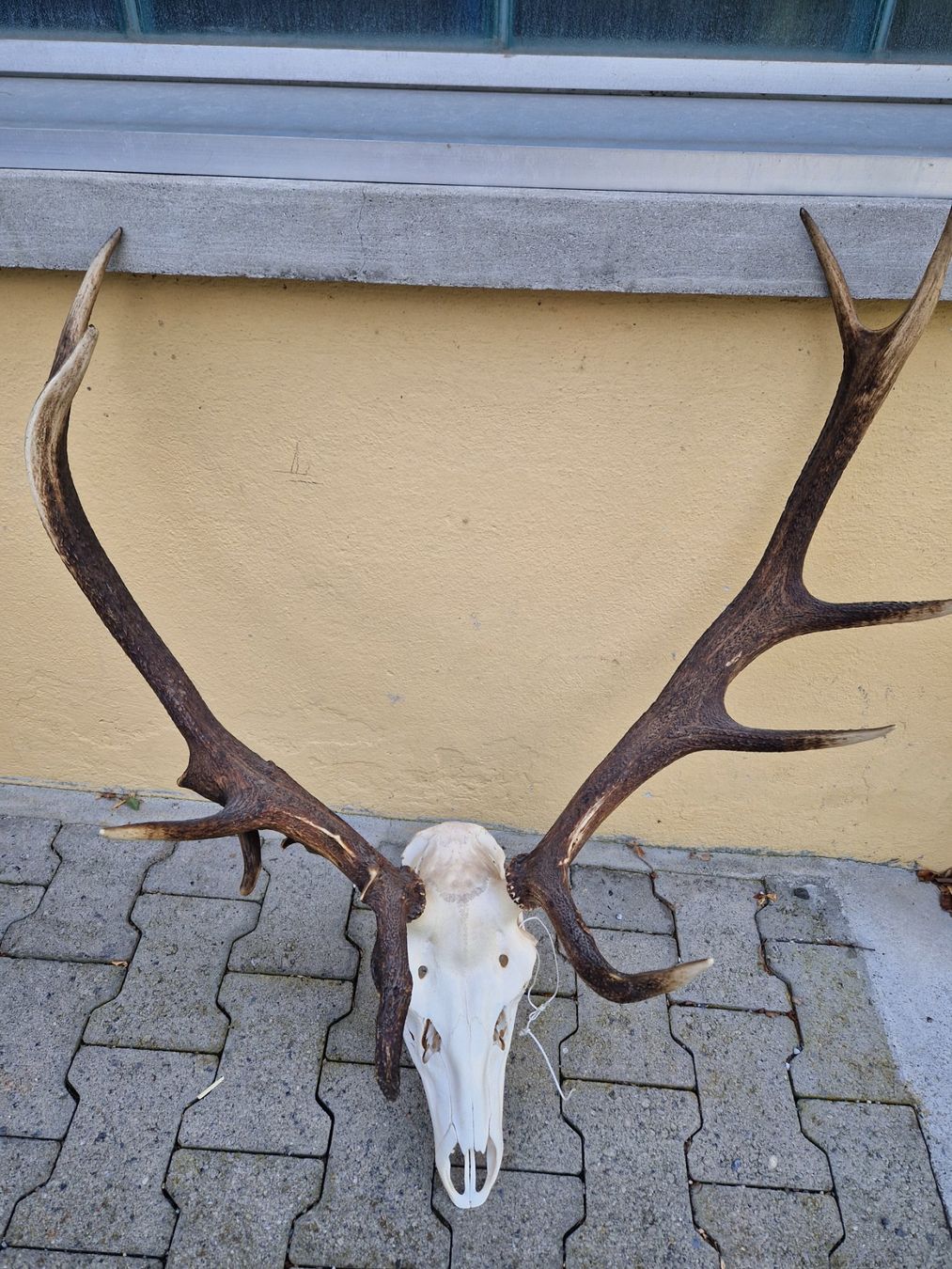 Sonstiges zum Sammeln & Seltenes: Hirsch geweih – Gebraucht aus Wetzikon ZH von Hella73 1