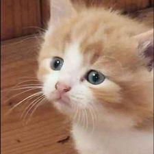 Profile image of Gregor00770