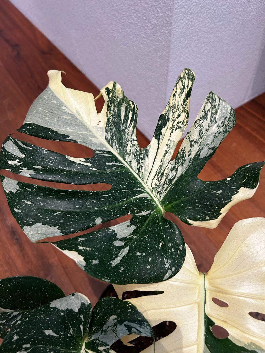 Piante & sementi: Monstera Thai Constellation💚 – Usato da Wattwil venduto da Mikesplantshop 3
