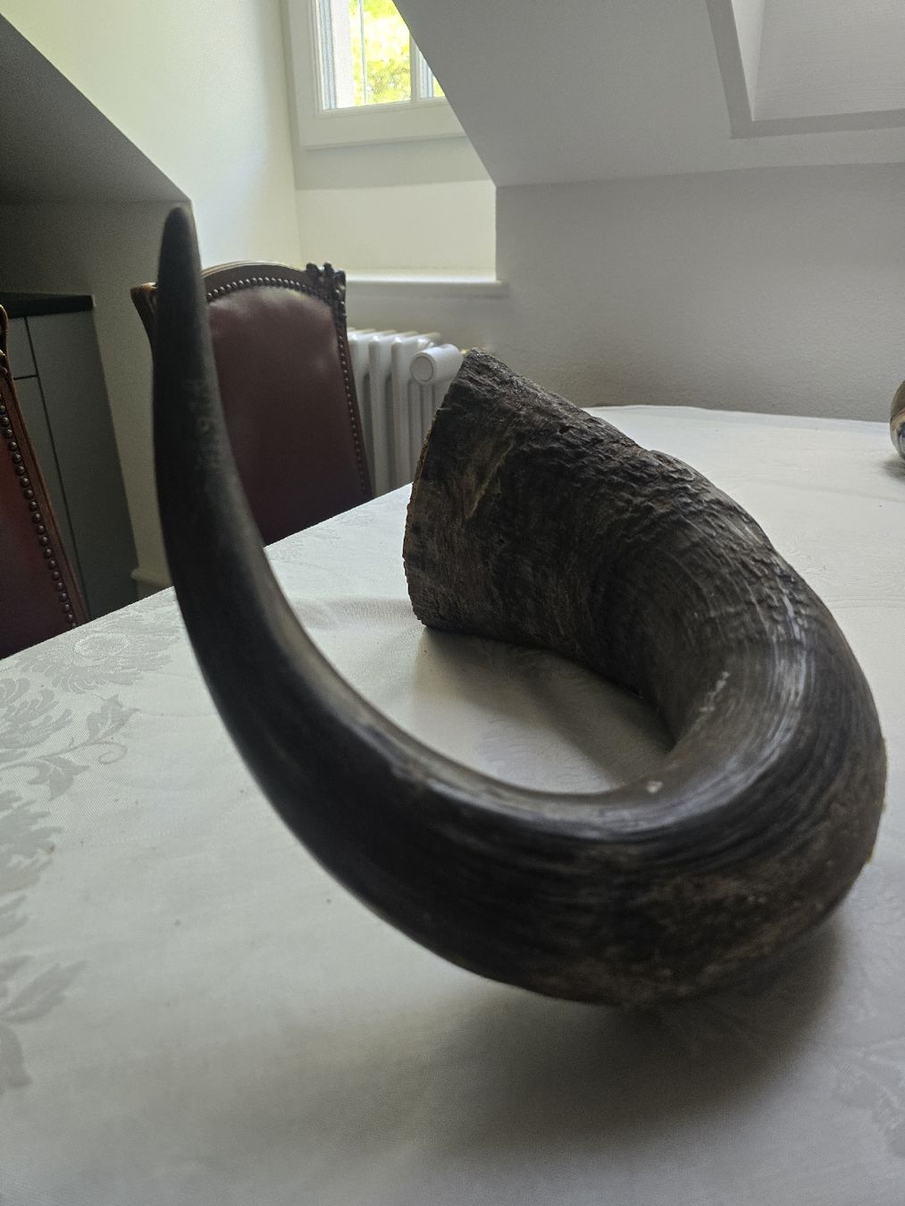 Il mondo degli animali: Animal Horn Natural Material – Usato da Bern venduto da Mr.Garcia300 3