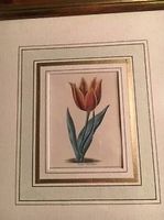 Originalblumenstiche B. Maund (berühmter engl. Botaniker)