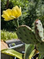 1 Kaktus Opuntia Kälte resistent, Blüte gelb
