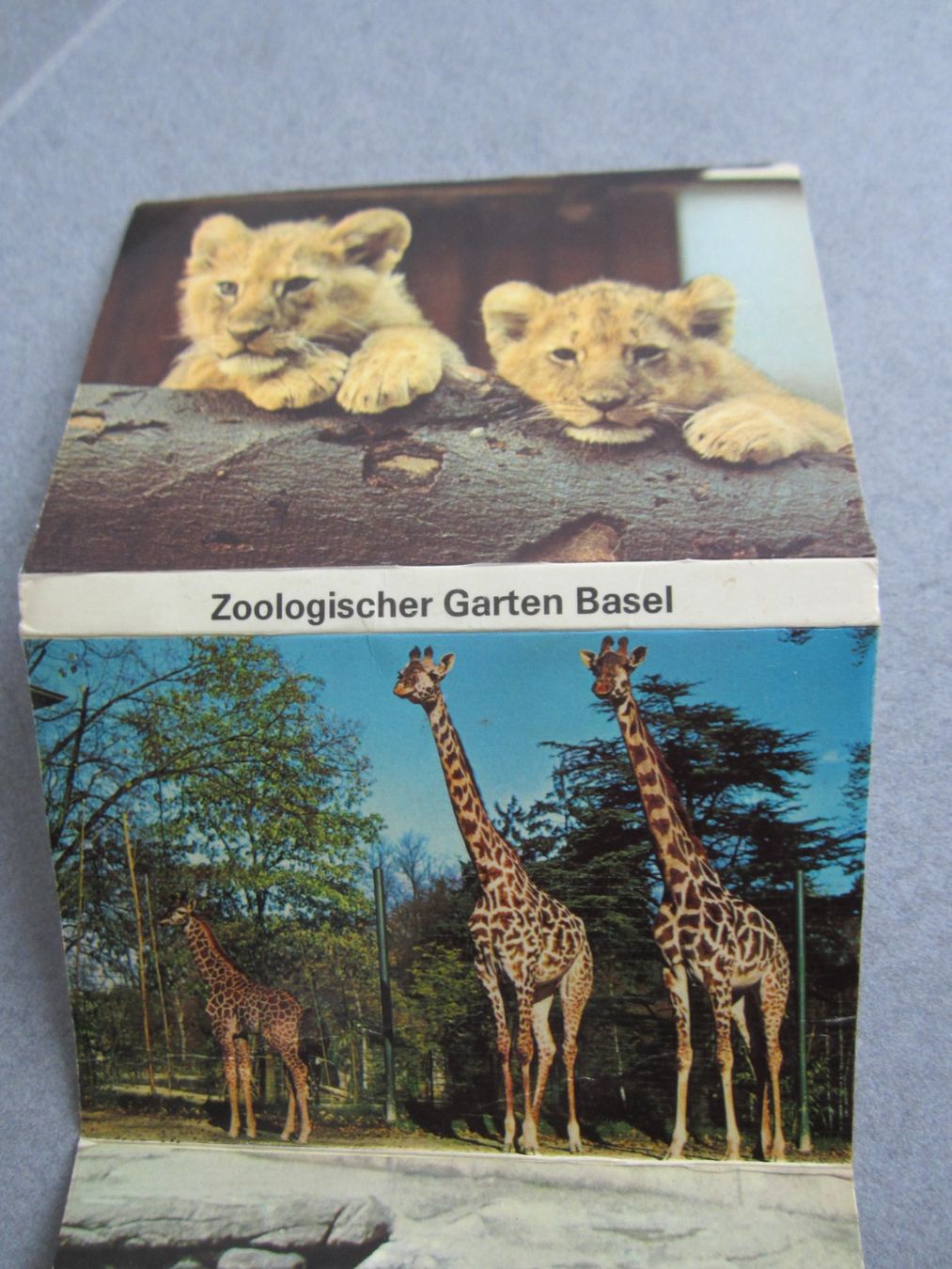 Ansichtskarten: Carte Zoo Basel – Neu (gemäss Beschreibung) aus Tramelan von Tors