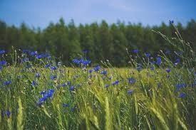 Plantes & graines: Kornblume Blau – Neuf (Voir description) à Eschen par Saemereien24 1