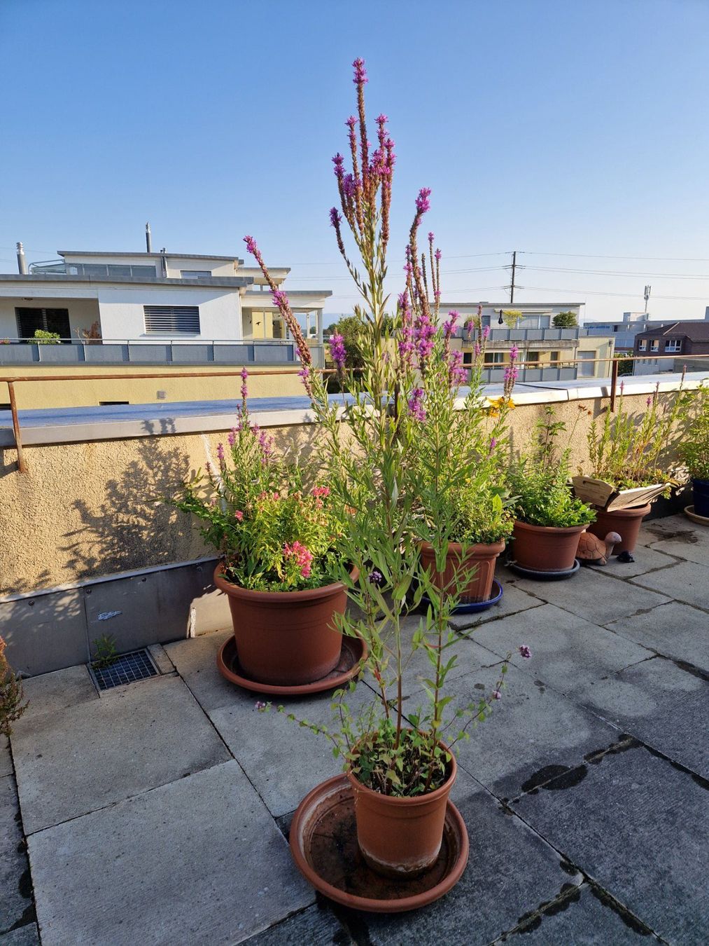 Piante & sementi: Balkon-/Gartenpflanze: Blutweiderich – Usato da Münchenbuchsee venduto da Aare22 4