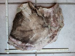 Versteinertes Holz mineralien fossil versteinerung