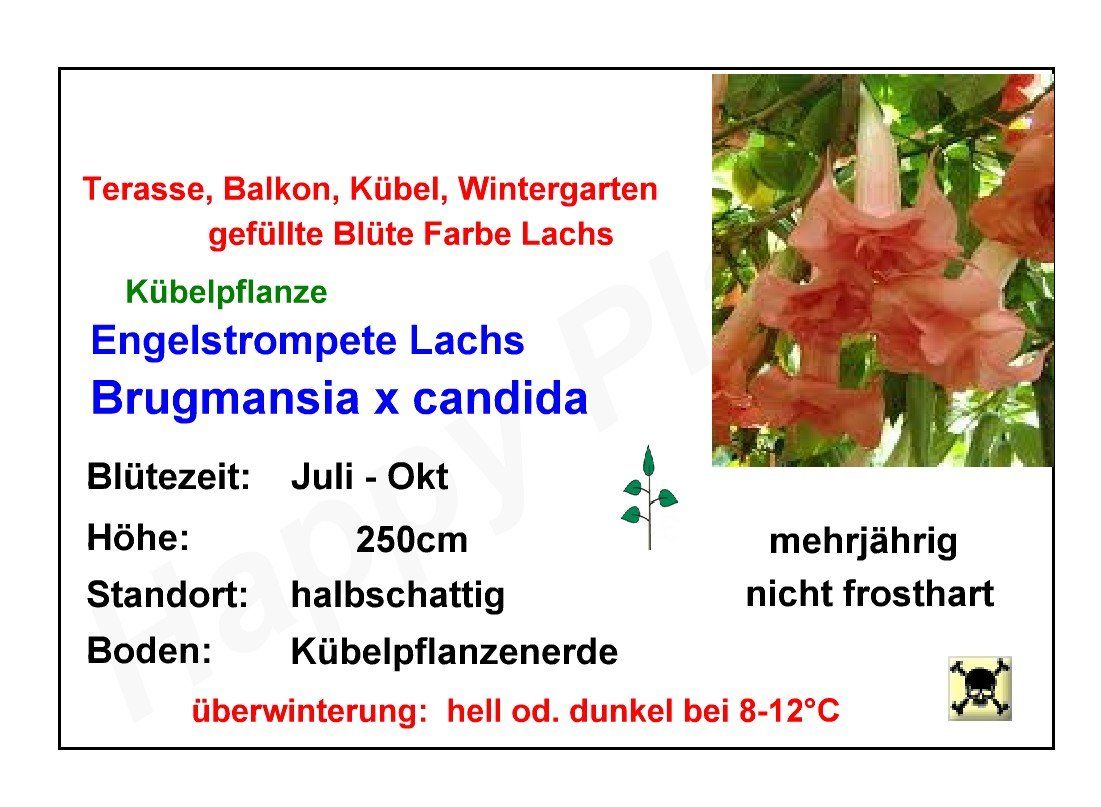 Pflanzen & Samen: Engelstrompete Lachs - gefüllte Blüten - 1 Pflanze – Neu und originalverpackt aus Sumiswald von Cham14558 2