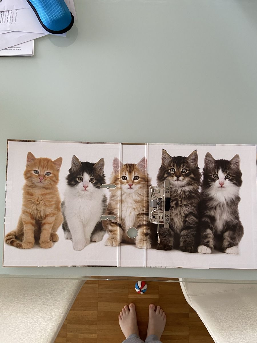 Raccoglitori: Süsser Katzen Ordner – Nuovo (secondo la descrizione) da Bülach venduto da kittygismo 3