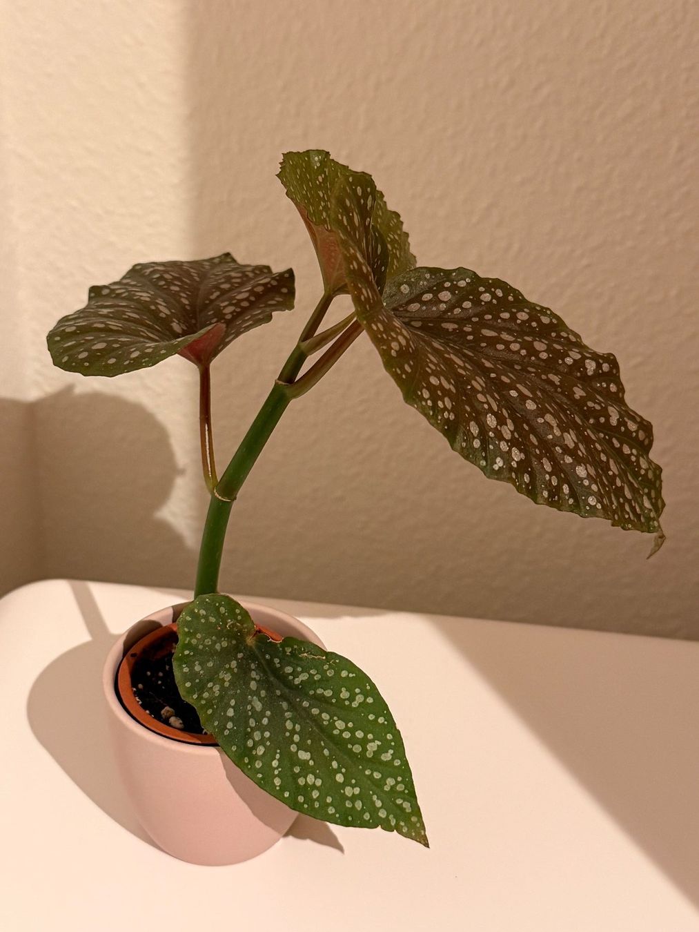 Piante & sementi: Begonia Maculata – Usato da Allschwil venduto da Irlandelfe85 1