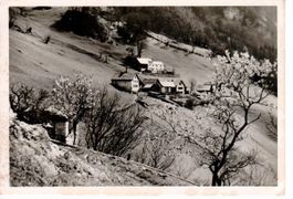 Guscha ob Maienfeld 1943