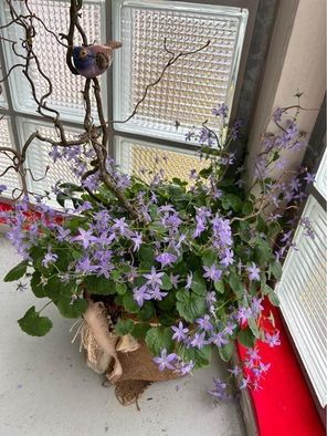 Piante & sementi: Glockenblumen mit Dekoration – Nuovo (secondo la descrizione) da Frauenfeld venduto da Irene.Schuppli 5