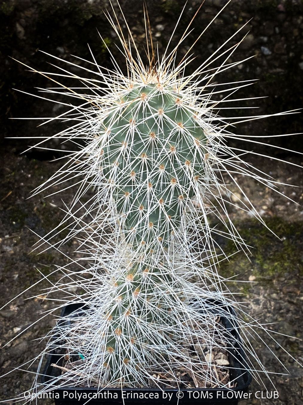 Piante & sementi: Opuntia Polyacantha Erinacea - "Grizzly Bear"- winterhart – Nuovo e nell'imballaggio originale da Adliswil venduto da astom369 7