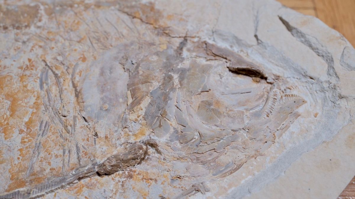 Fossili: Fossil - Pharadeus testis – Usato da Biel/Bienne venduto da nimmes 1