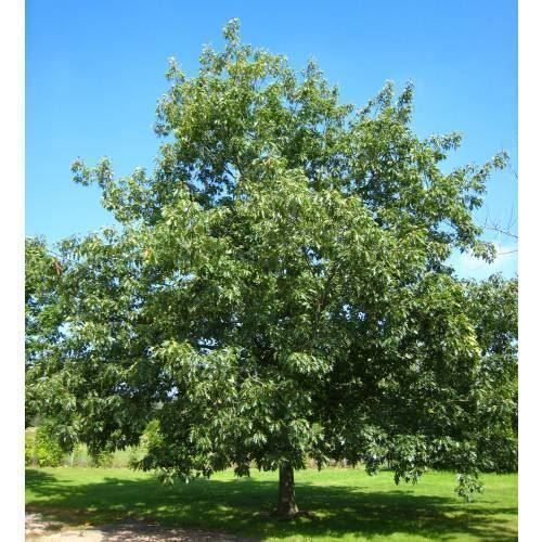 Piante & sementi: Chêne rouge  Quercus rubra  30cm – Nuovo (secondo la descrizione) da Bremblens venduto da FIBONACCI369 1