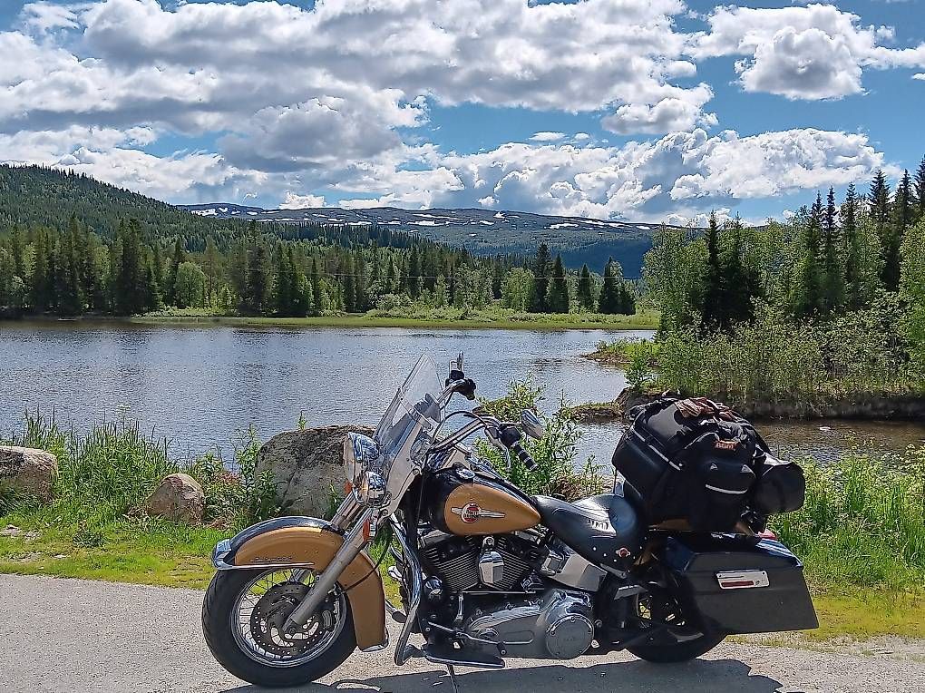 Cruisers: Sehr gepflegte Harley – D'occasion à Wiler par ber_2b29 3
