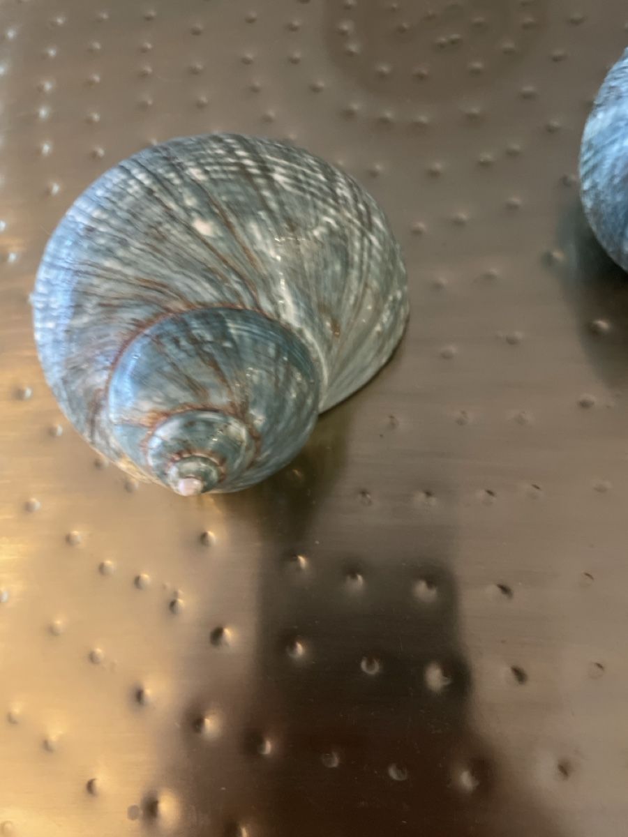 Fossilien: 3.Stk. Wunderschöne grosse blaue Muscheln – Neu (gemäss Beschreibung) aus Brugg AG von naturwarenladen 2