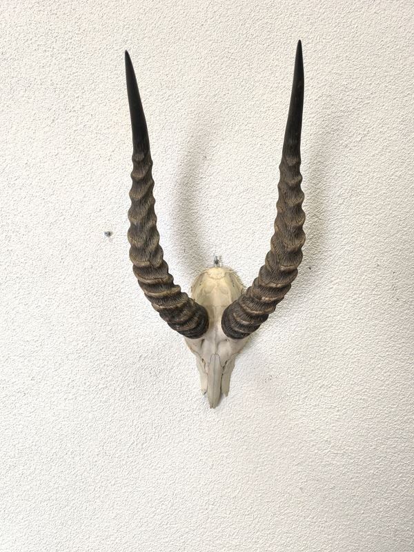 Sonstiges zum Sammeln & Seltenes: afrikanische Impala Antilopen Schädeltrophäe – Gebraucht aus Rüti ZH von Restwert_Rueti_ZH