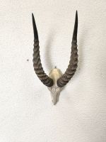 afrikanische Impala Antilopen Schädeltrophäe