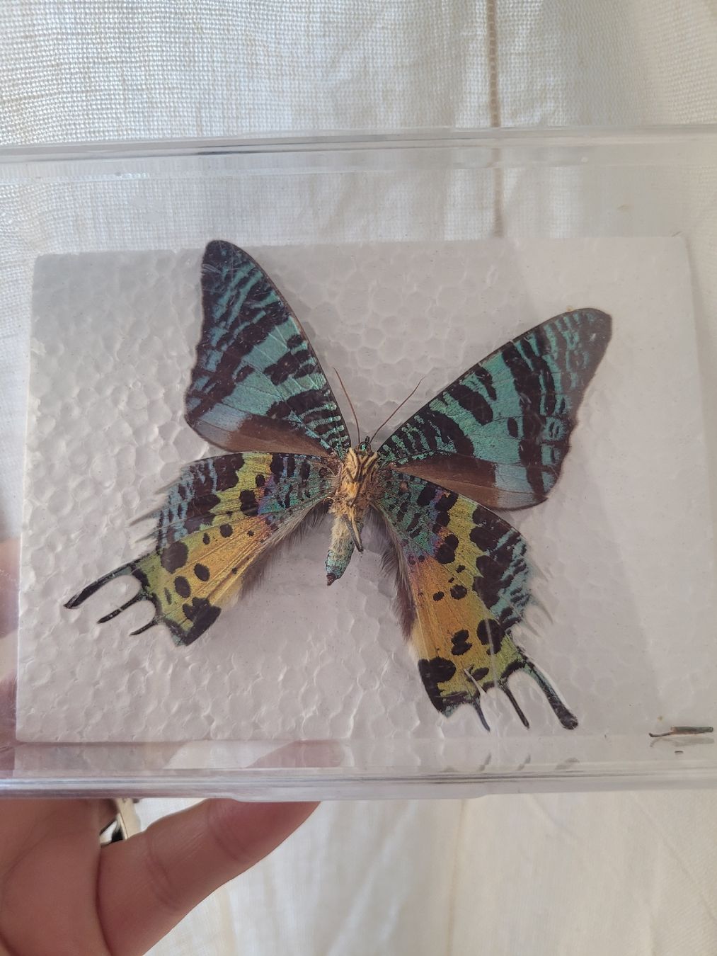 Il mondo degli animali: Papillon Urania Ripheus Madagascar naturalisé – Usato da Vevey venduto da lba_dd82