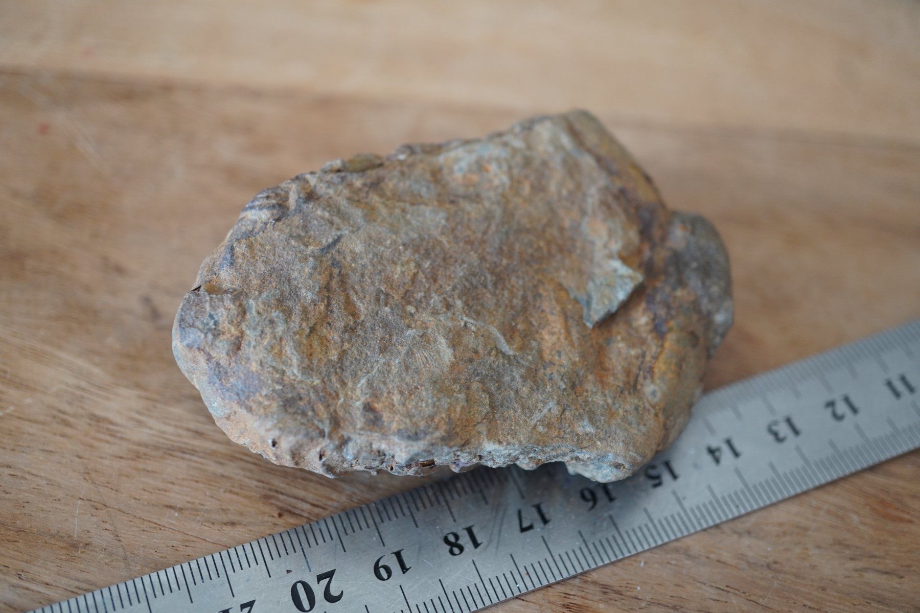Minerali & Pietre curative: Calymene   Trilobit    Vitrinen Stück – Nuovo e nell'imballaggio originale da Eschenbach SG venduto da topstone 3