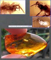 ♥ GROSSER Baltischer Bernstein / INKLUSE - SPINNE ♥