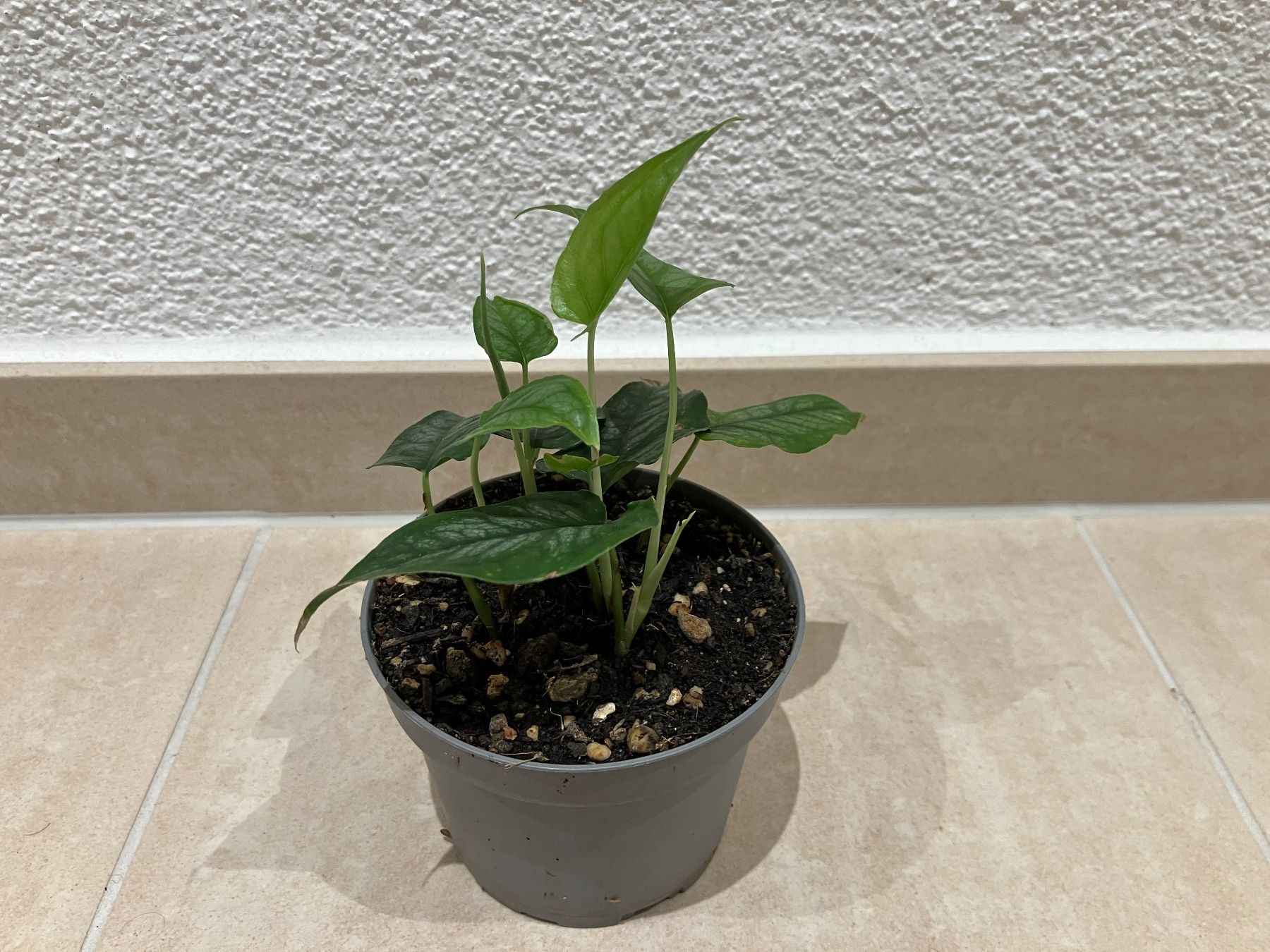 Piante & sementi: Monstera siltepecana Jungpflanze – Nuovo (secondo la descrizione) da Horw venduto da Rockfish 3