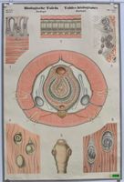 Schulwandbild Biologie / Zoologie Würmer n. Meierhofer